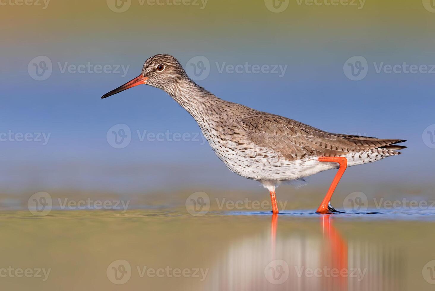 uccello fotografia, uccello immagine, maggior parte bellissimo uccello fotografia, natura fotografia foto