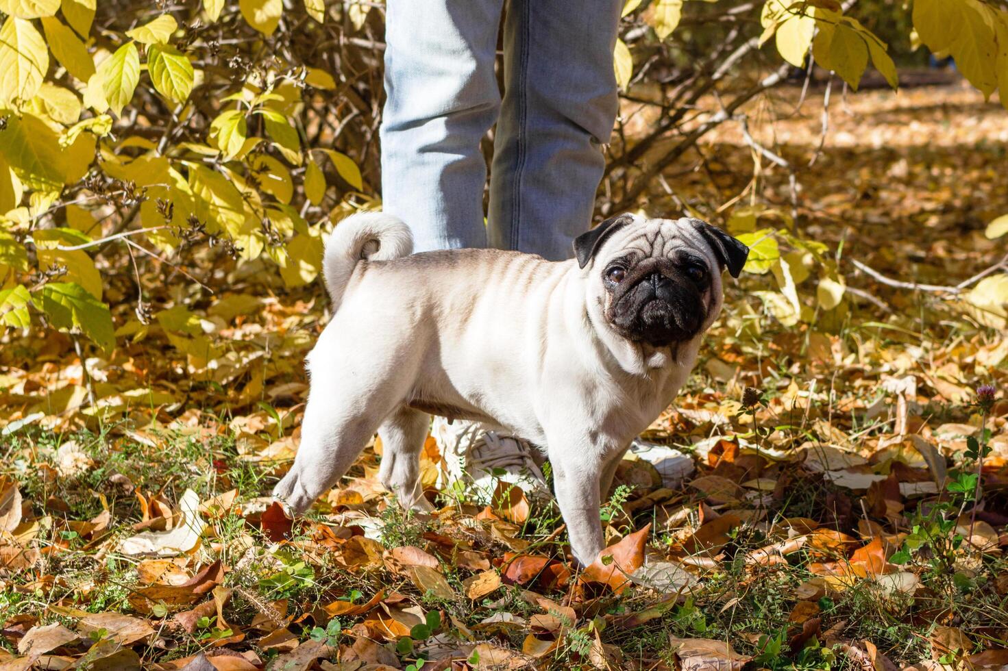 beige carlino cane a piedi con suo proprietario su il le foglie nel autunno. foto