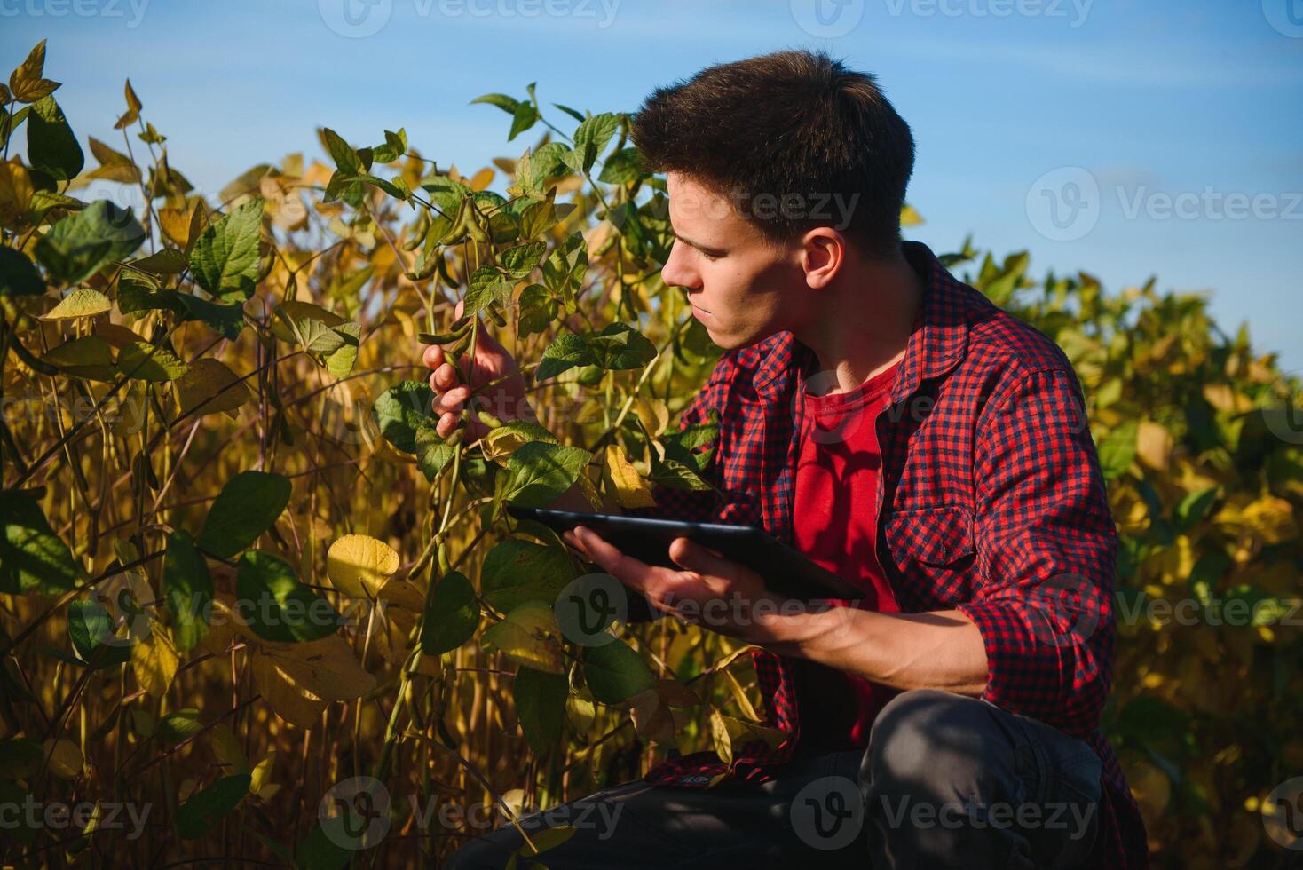 giovane agricoltore nei campi di soia foto