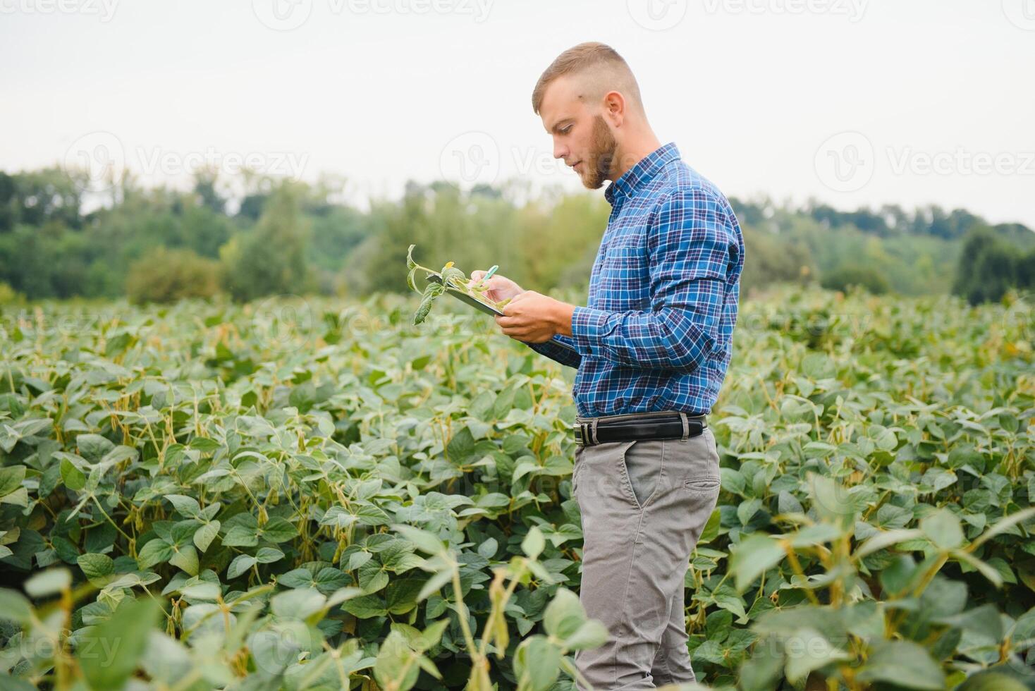 agronomo ispezionando soia fagiolo colture in crescita nel il azienda agricola campo. agricoltura produzione concetto. giovane agronomo esamina soia Ritaglia su campo nel estate. contadino su soia campo foto