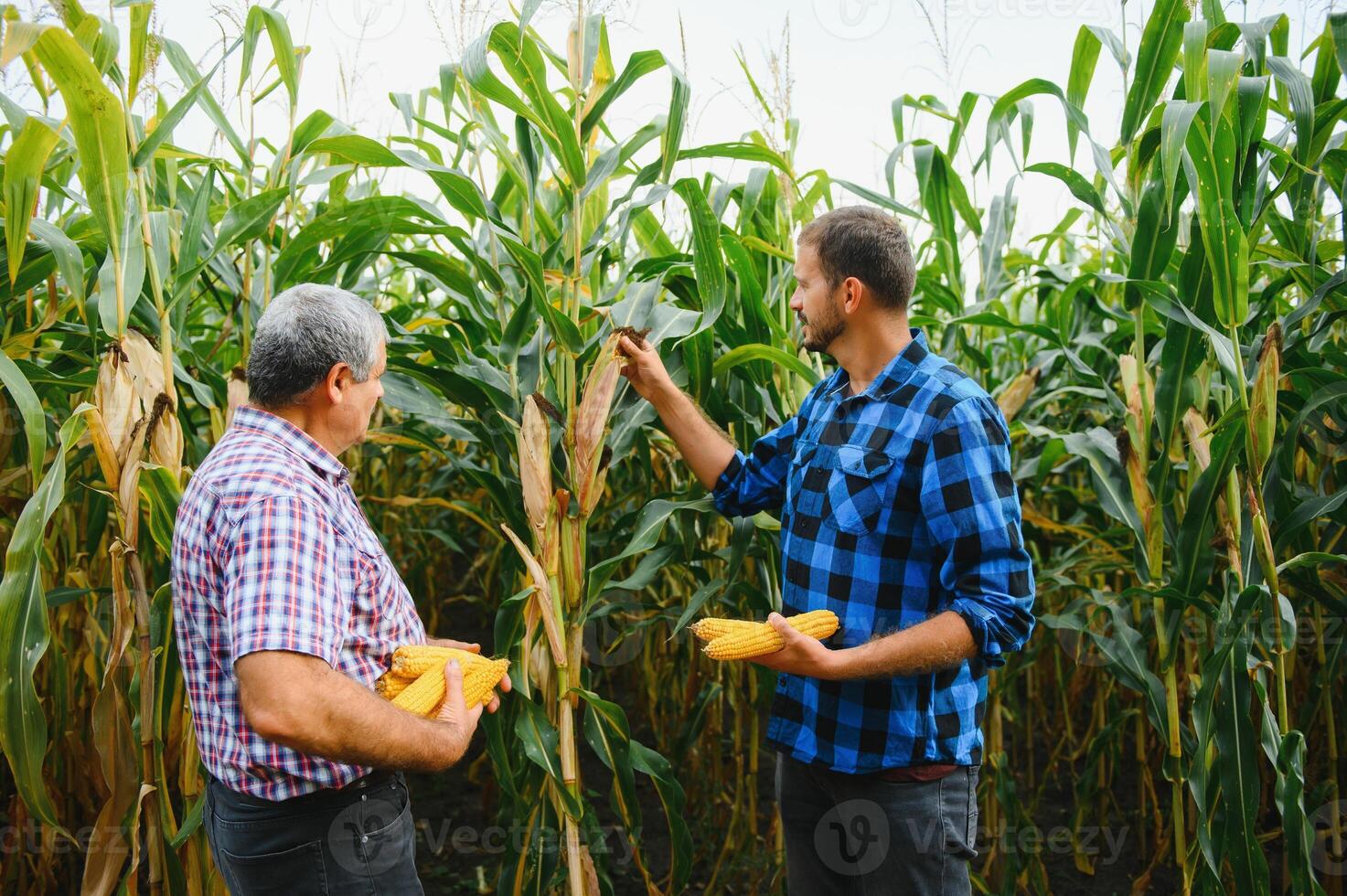 contadino e un agronomo Lavorando nel campo ispezionare maturazione Mais pannocchie. Due uomo d'affari controlli maturazione di Mais pannocchie. concetto di agricolo attività commerciale. io opera come uomo d'affari nel agricoltura foto