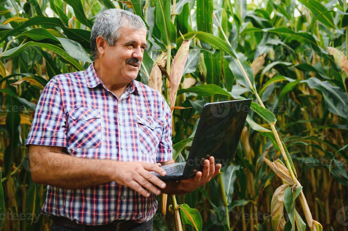 un' contadino controlli il alto Mais Ritaglia prima raccolta. agronomo nel il campo foto