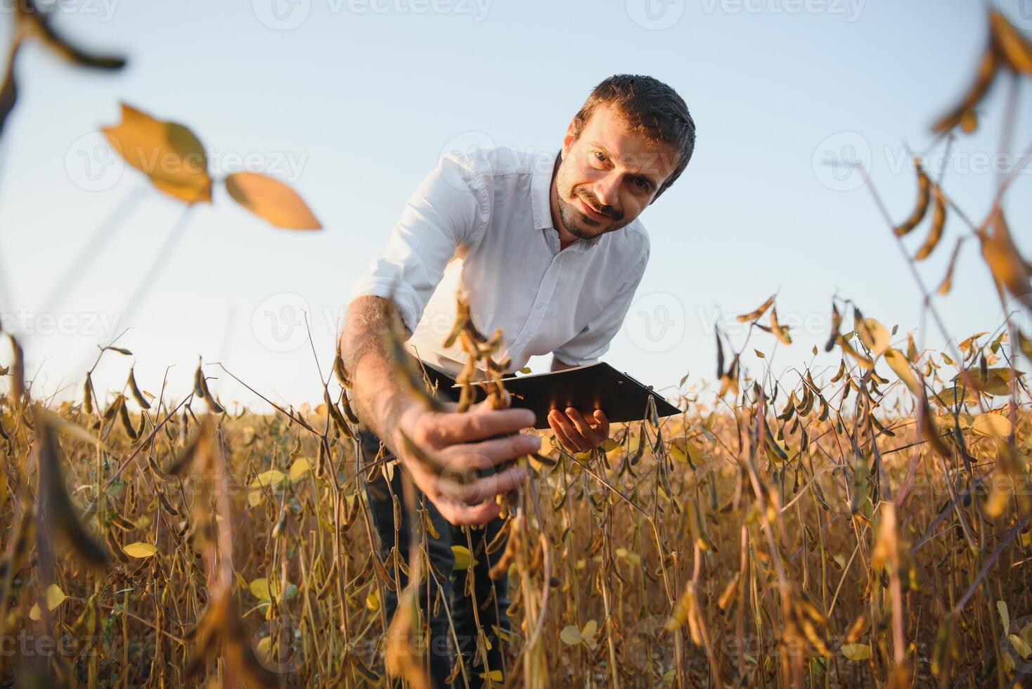 agronomo ispeziona soia Ritaglia nel agricolo campo - agro concetto - contadino nel soia piantagione su azienda agricola. foto