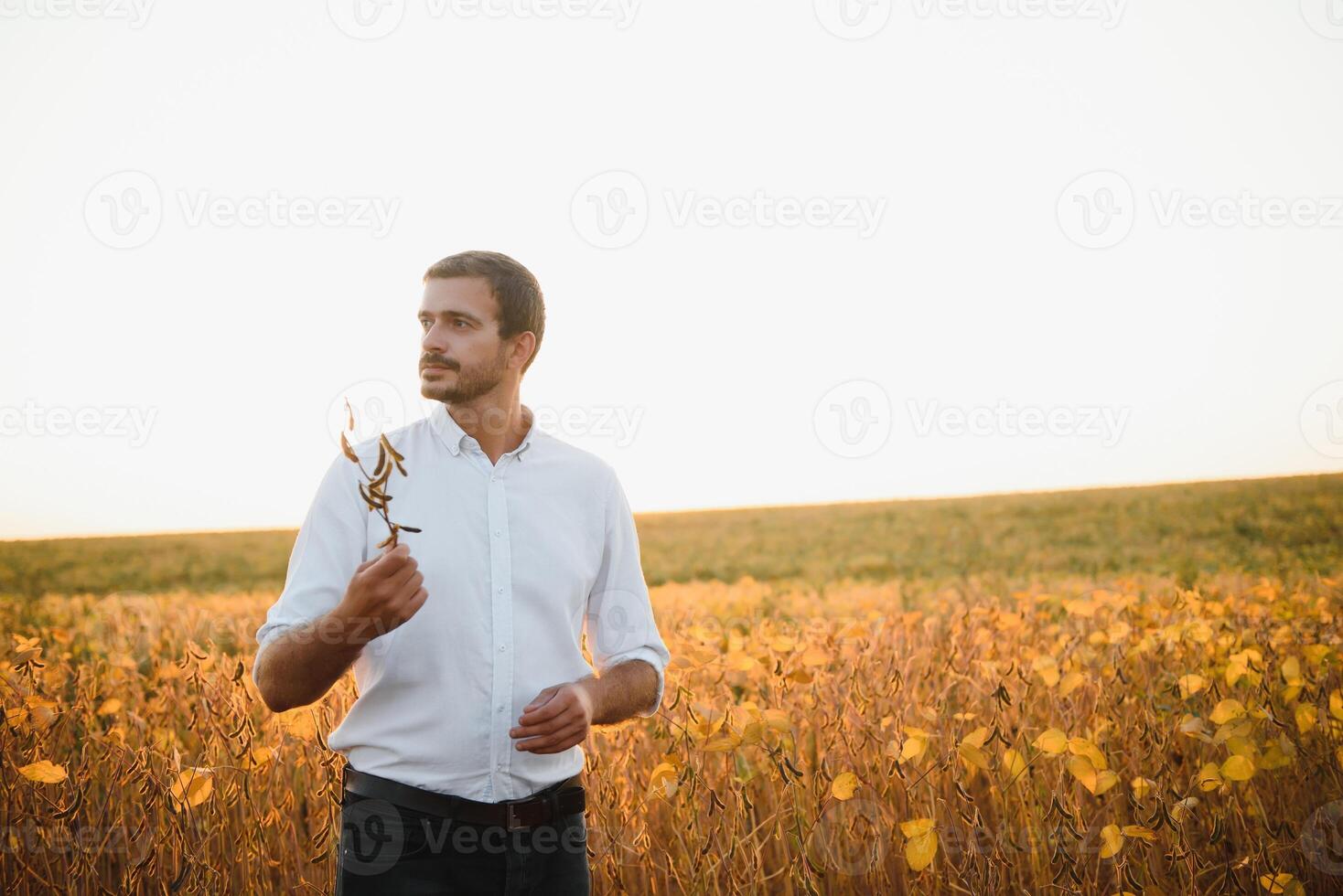 agronomo ispeziona soia Ritaglia nel agricolo campo - agro concetto - contadino nel soia piantagione su azienda agricola. foto