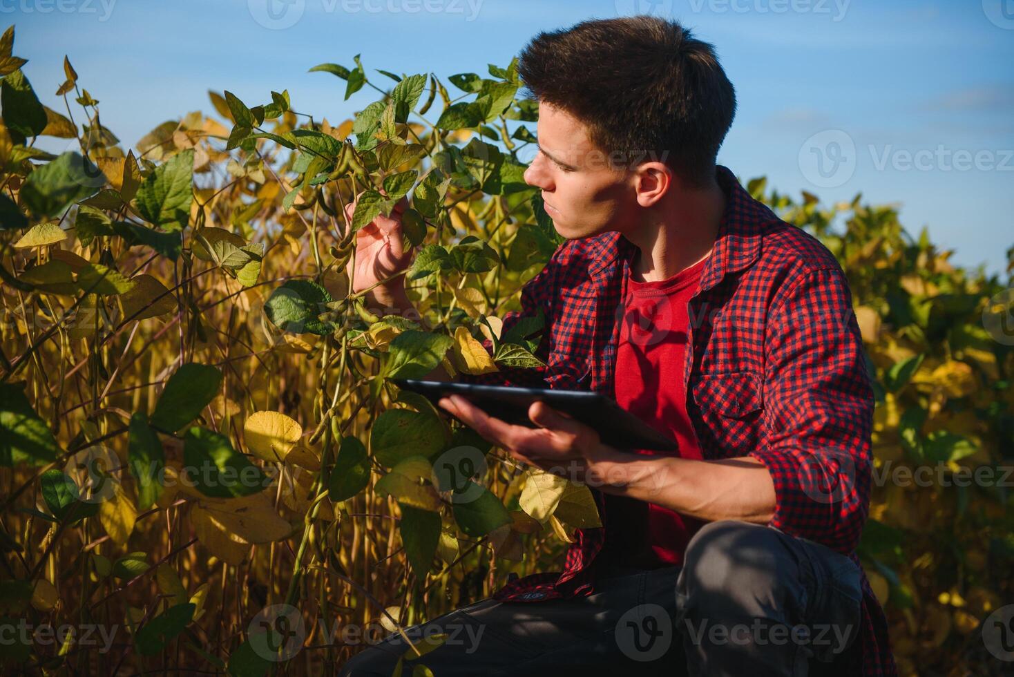 agronomo ispezionando soia fagiolo colture in crescita nel il azienda agricola campo. agricoltura produzione concetto. giovane agronomo esamina soia Ritaglia su campo nel estate. contadino su soia campo foto