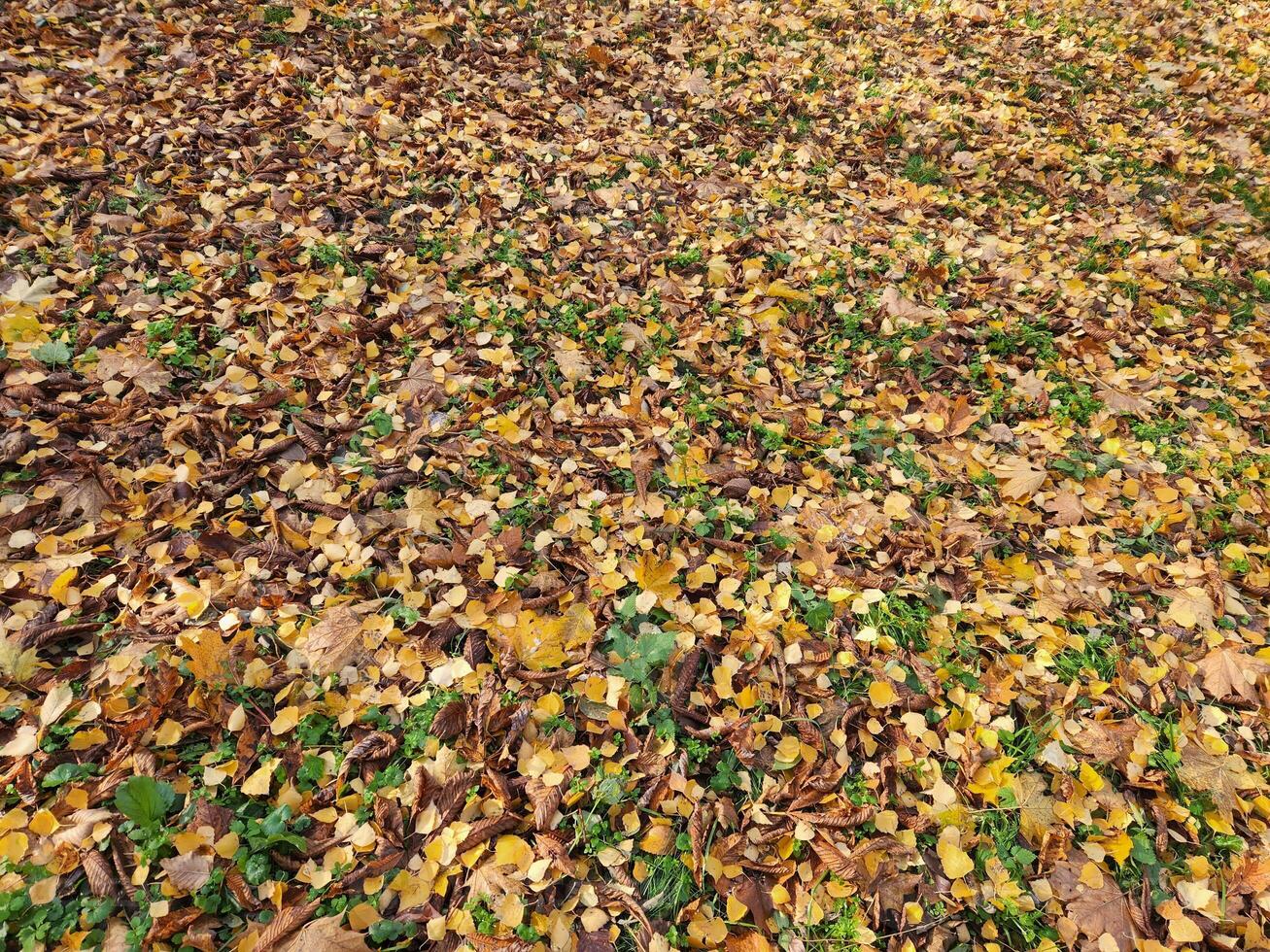 caduto le foglie. sfondo di caduto autunno le foglie. giallo autunno le foglie foto