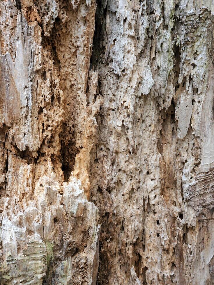 Esposto alle intemperie vecchio Di legno. struttura di anziano marcio Di legno. Vintage ▾ legna sfondo foto