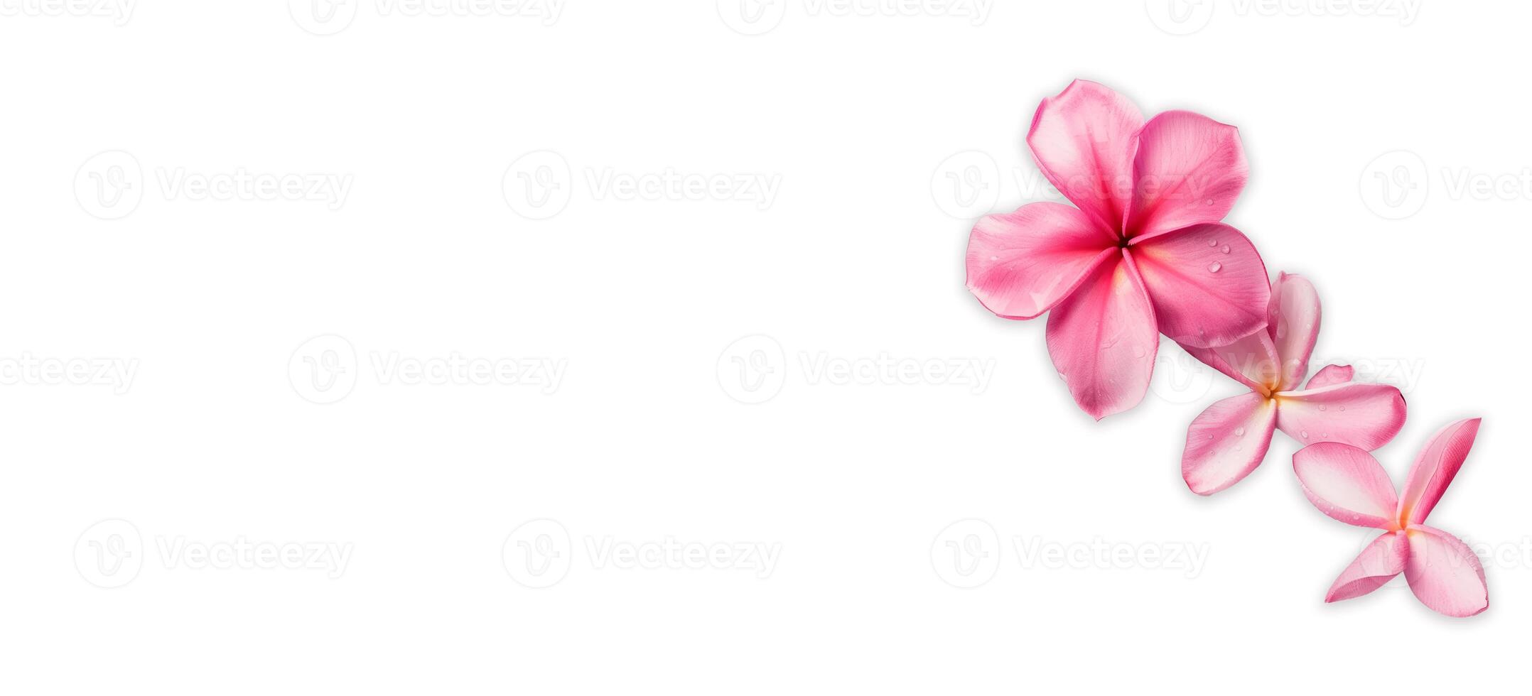 ai generato rosa frangipani isolato su bianca sfondo foto