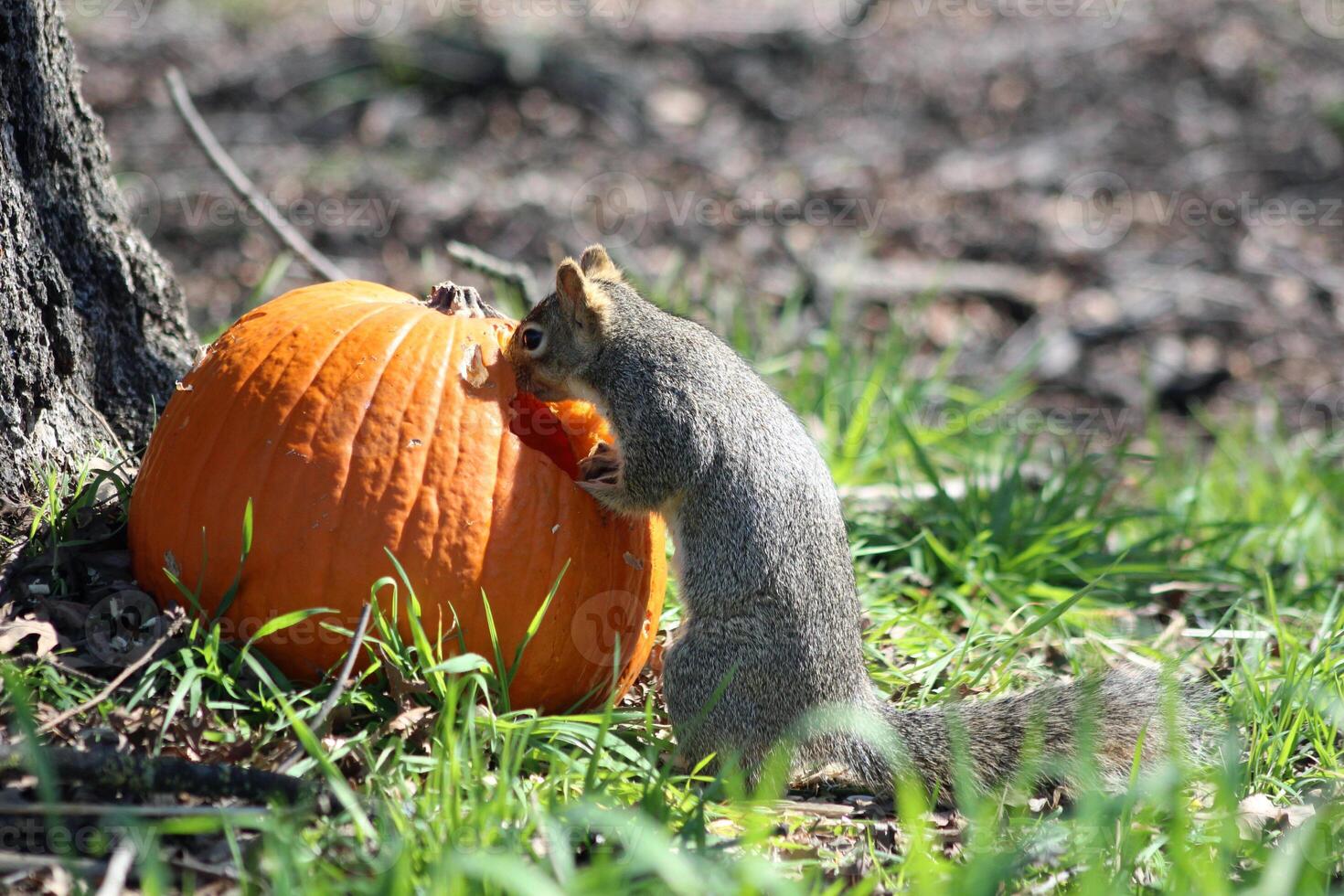un' scoiattolo mangia un' zucca sotto un' albero su verde erba. primavera o autunno fotografia. il scoiattolo rosicchiato un' buco nel il zucca. foto