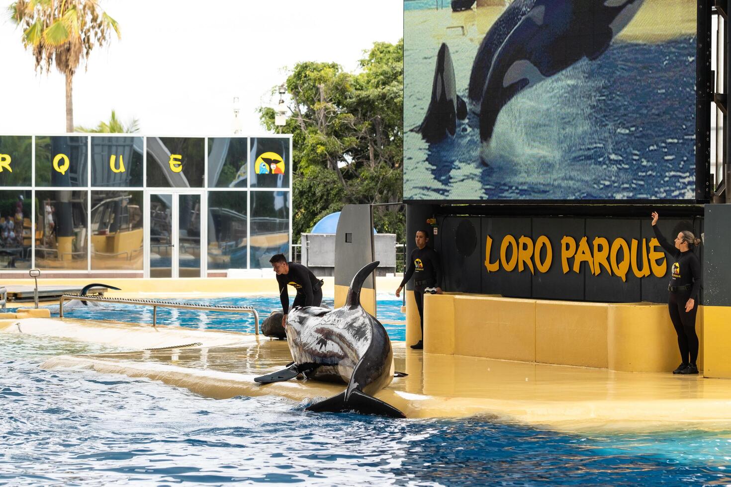 luglio 26, 2019, canarino isole, Spagna. uccisore balene eseguire nel il piscina folla a Loro parco su il isola di tenerife foto