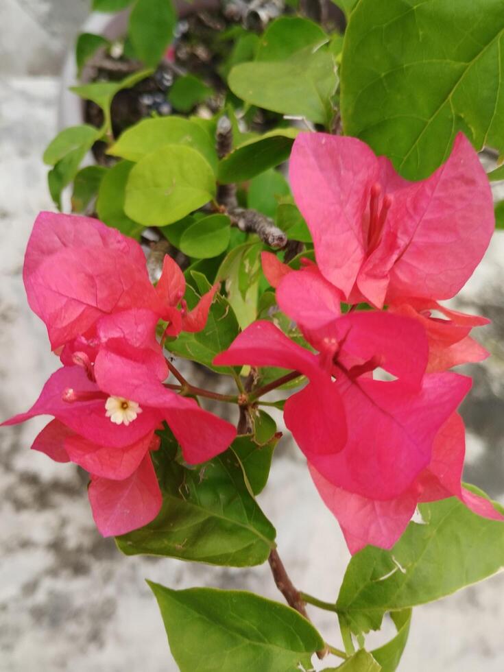 creativo disposizione fatto di verde le foglie e rosso fiori. piatto posare natura concetto. foto prese con un' cellula Telefono telecamera.