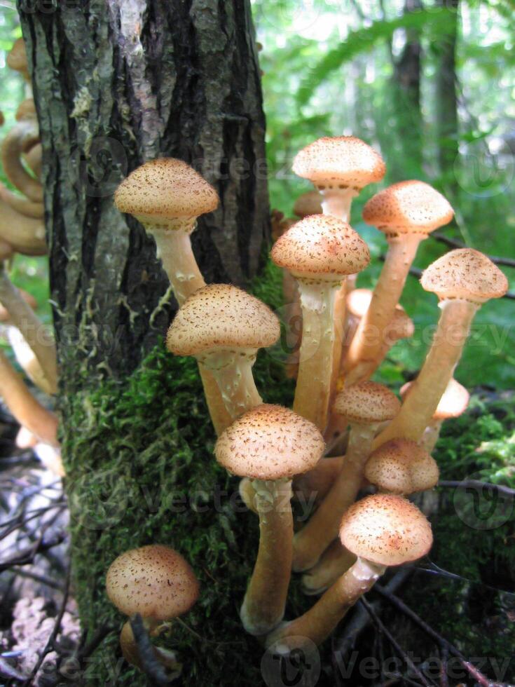 miele funghi in crescita a albero foto