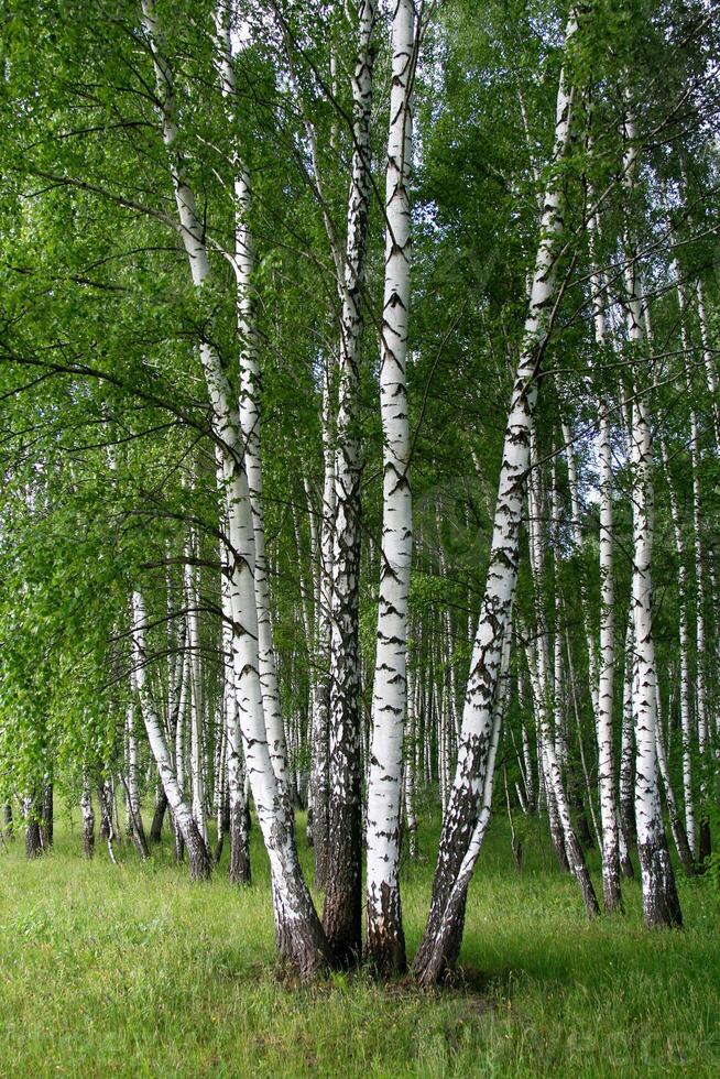 bellissimo betulla alberi nel estate foresta foto