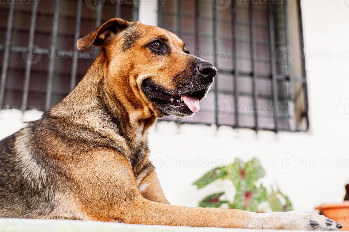 femmina canino con lingua attaccare fuori. foto