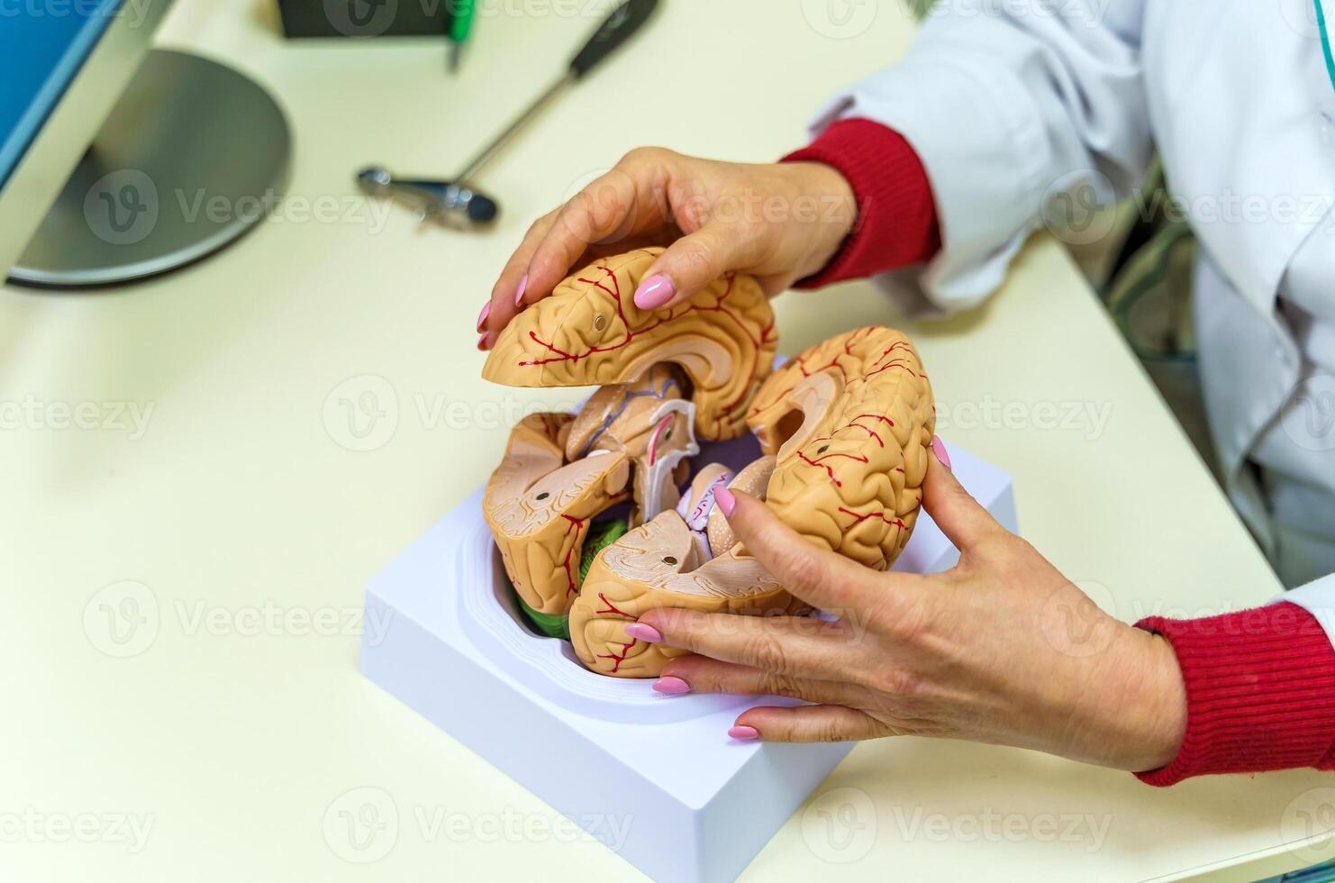 cervello funzioni modello per formazione scolastica. medico detiene nel il suo mani un' modello di il umano cervello. foto