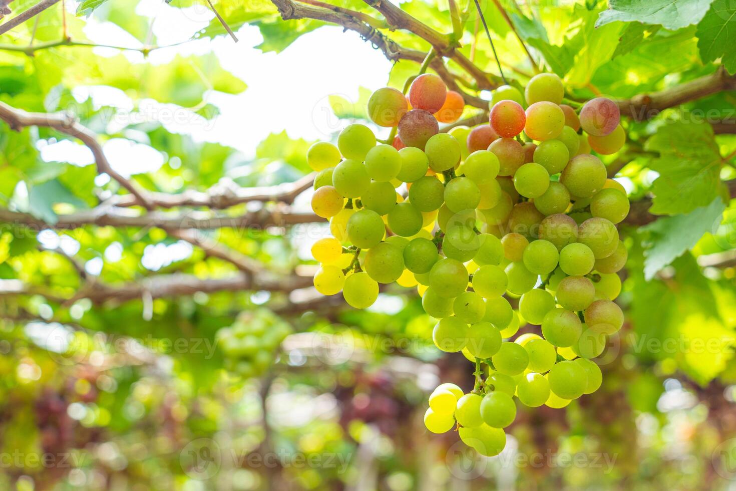 rosso e verde vigneto nel il presto luce del sole con paffuto uva raccolto laden in attesa rosso vino nutritivo bevanda nel ninh gio Provincia, Vietnam foto