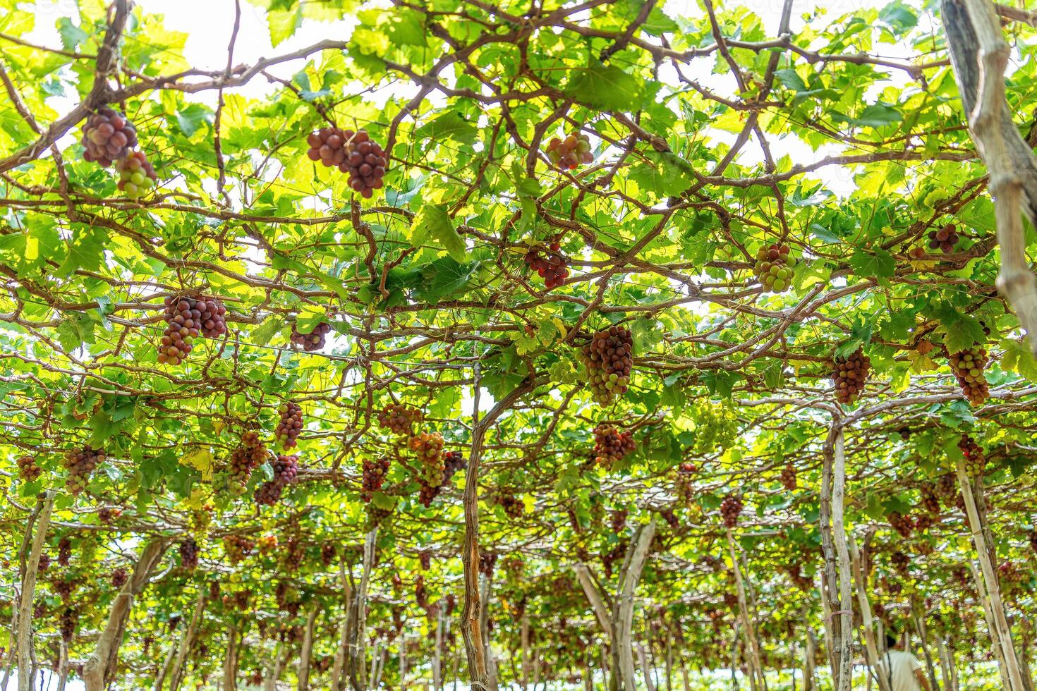 rosso e verde vigneto nel il presto luce del sole con paffuto uva raccolto laden in attesa rosso vino nutritivo bevanda nel ninh gio Provincia, Vietnam foto