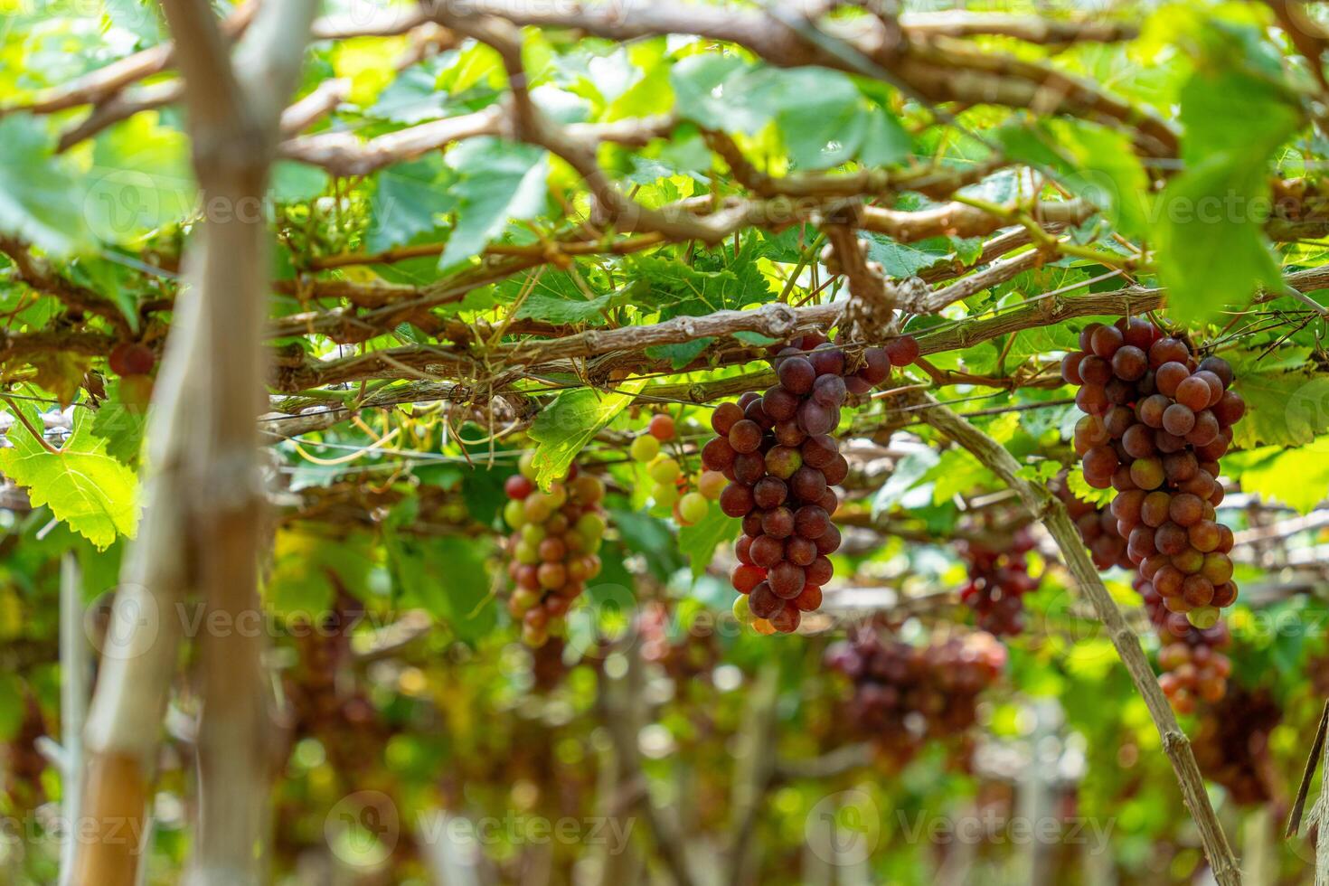 rosso e verde vigneto nel il presto luce del sole con paffuto uva raccolto laden in attesa rosso vino nutritivo bevanda nel ninh gio Provincia, Vietnam foto