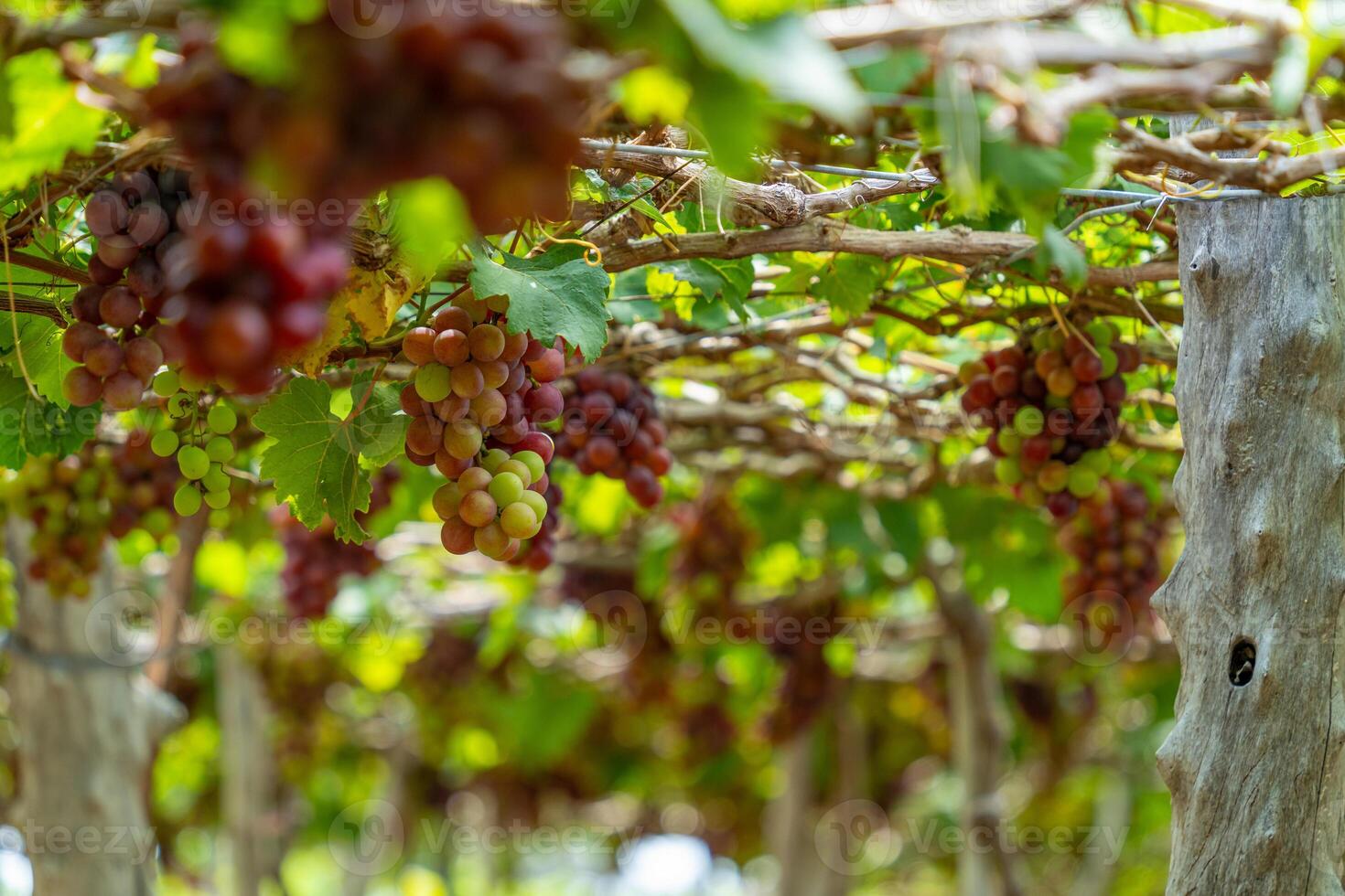 rosso e verde vigneto nel il presto luce del sole con paffuto uva raccolto laden in attesa rosso vino nutritivo bevanda nel ninh gio Provincia, Vietnam foto