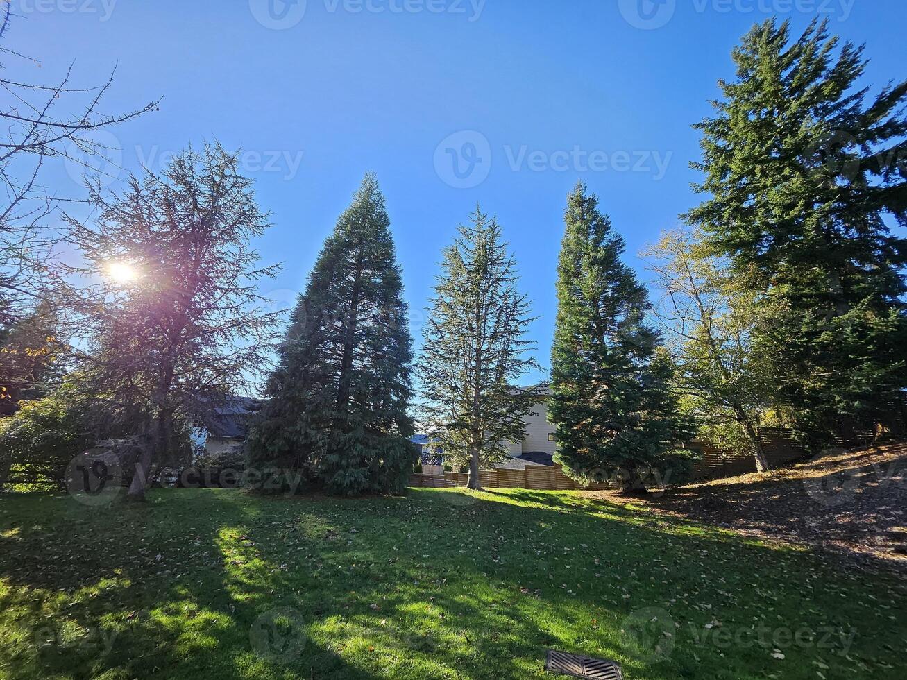 raggi di luce del sole in viaggio attraverso foresta e natura nel kirkland Washington foto