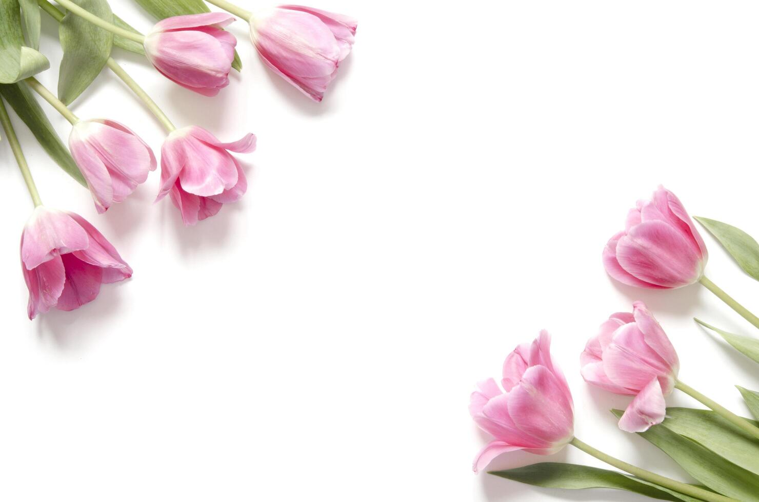 floreale sfondo con tulipani fiori su bianca sfondo. piatto posizione, superiore Visualizza. bello saluto carta con tulipani per madri giorno, nozze o contento evento foto