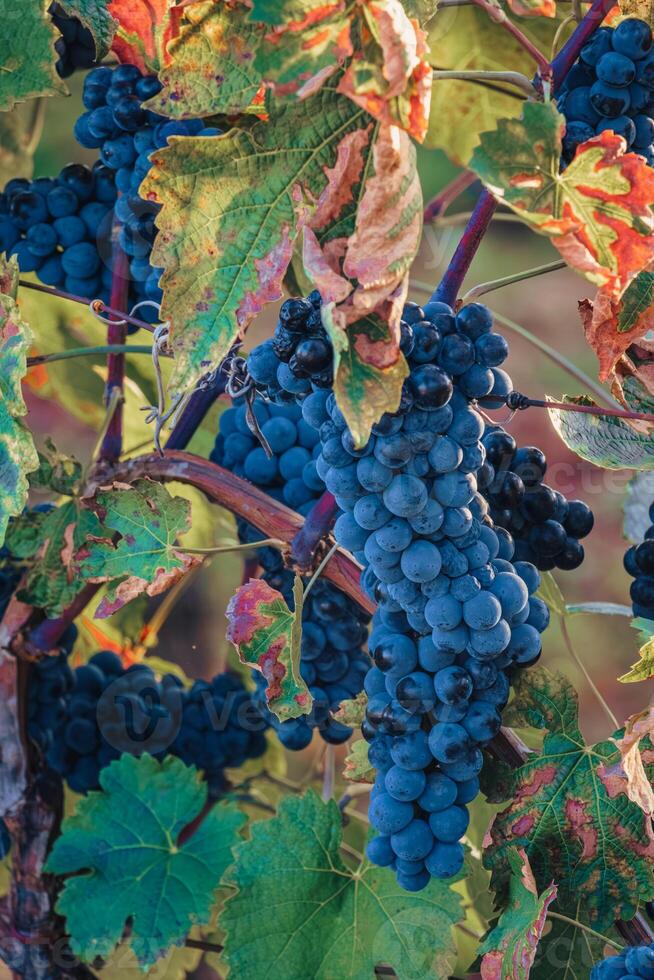 maturo cabernet uva su vite in crescita nel un' vigneto a tramonto volta, Croazia foto