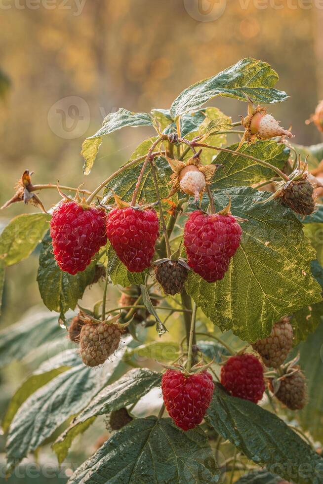 maturo lamponi nel un' giardino su un' verde sfondo foto