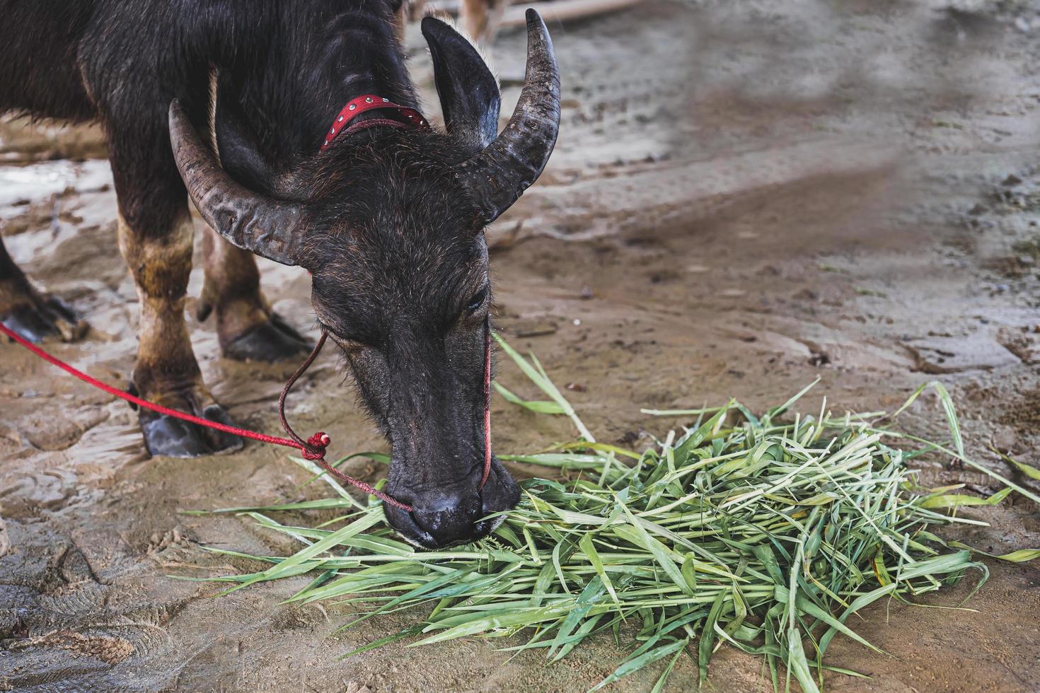 il bufalo nero della fattoria sta mangiando erba verde fresca per terra. foto
