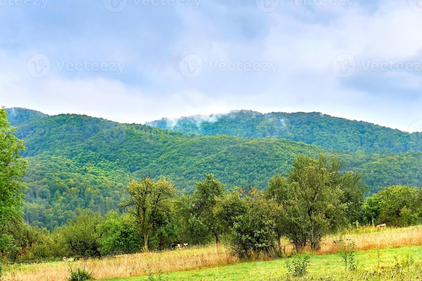 montagna rurale paesaggio con pascolo e frutta alberi nel un' foschia di nuvole foto