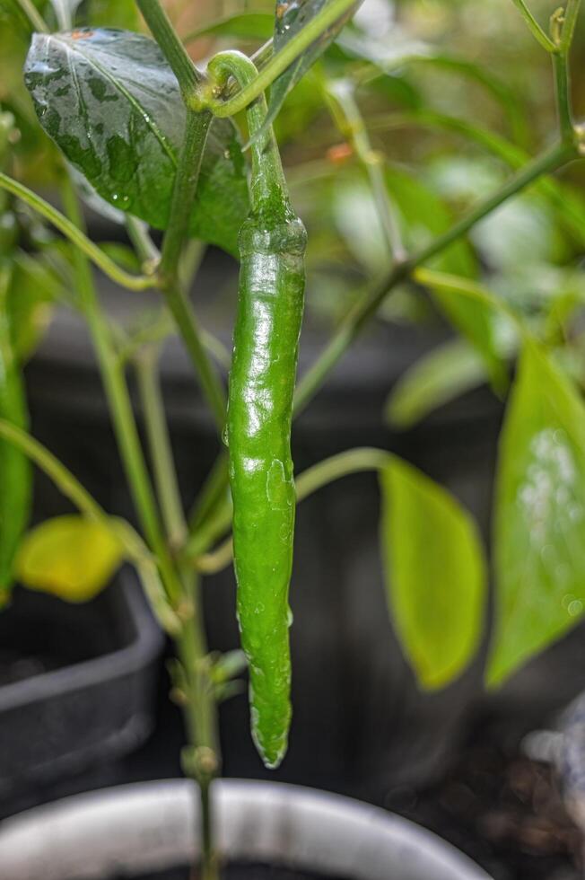 grande verde peperoncini su un' chili pianta foto