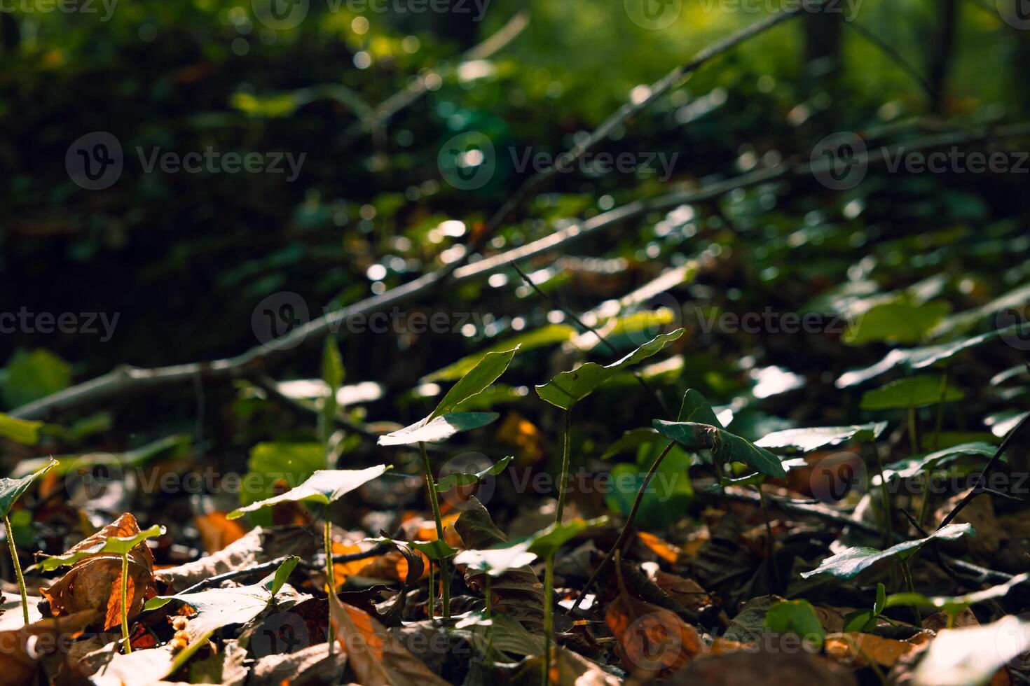 poco impianti e luce del sole. biodiversità concetto foto