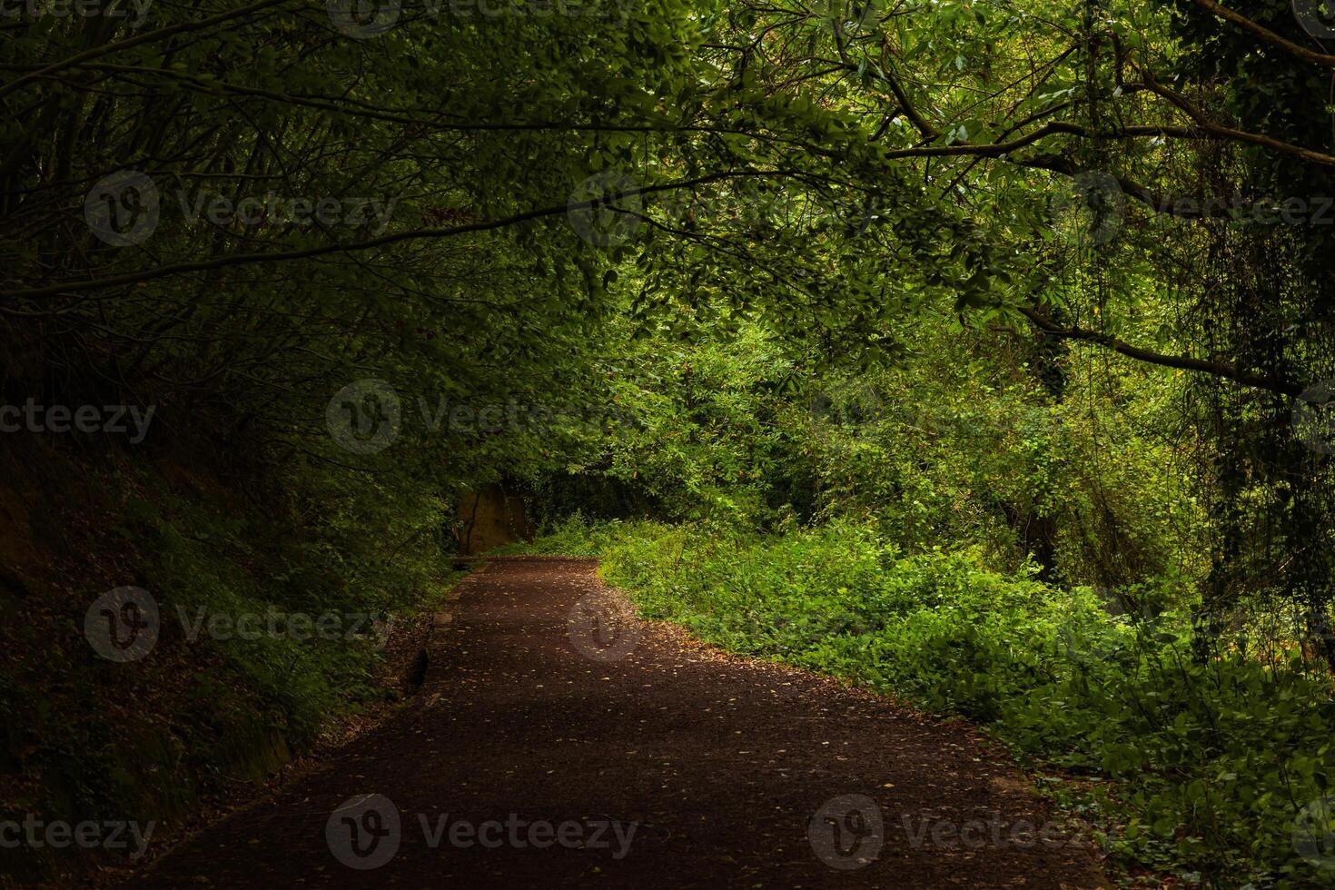 un' sentiero o pista nel il lussureggiante foresta. lunatico foresta Visualizza foto