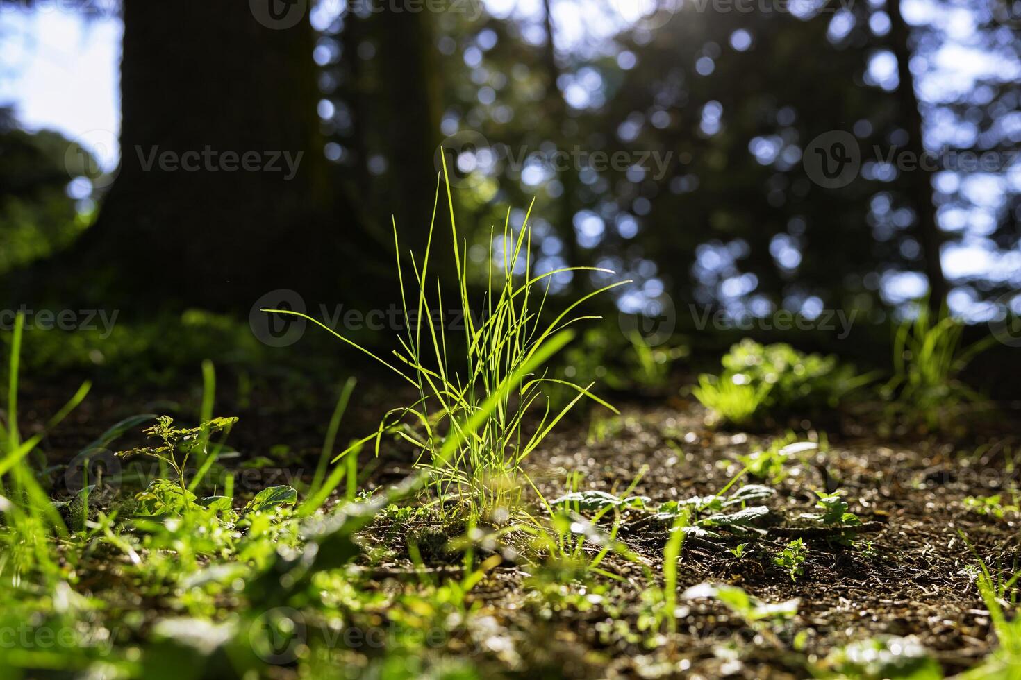 natura o ambiente sfondo. erbe nel il foresta con diretto luce del sole. foto