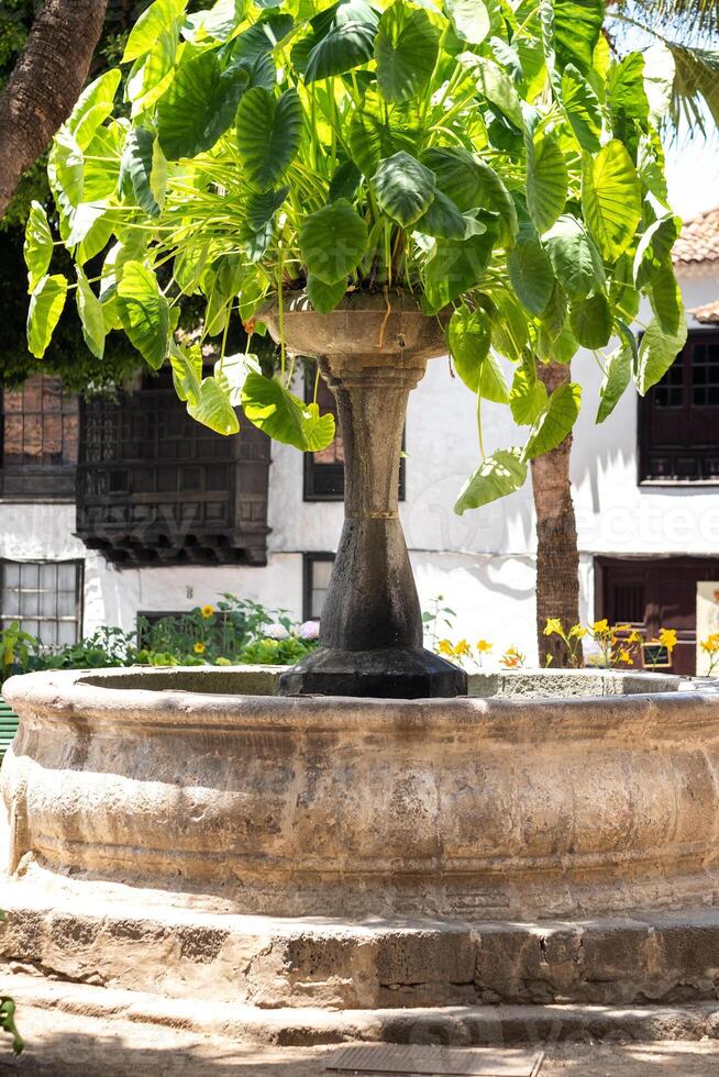 il Fontana nel il piazza di il vecchio cittadina di icod de los vinos su il isola di tenerife.spagna foto