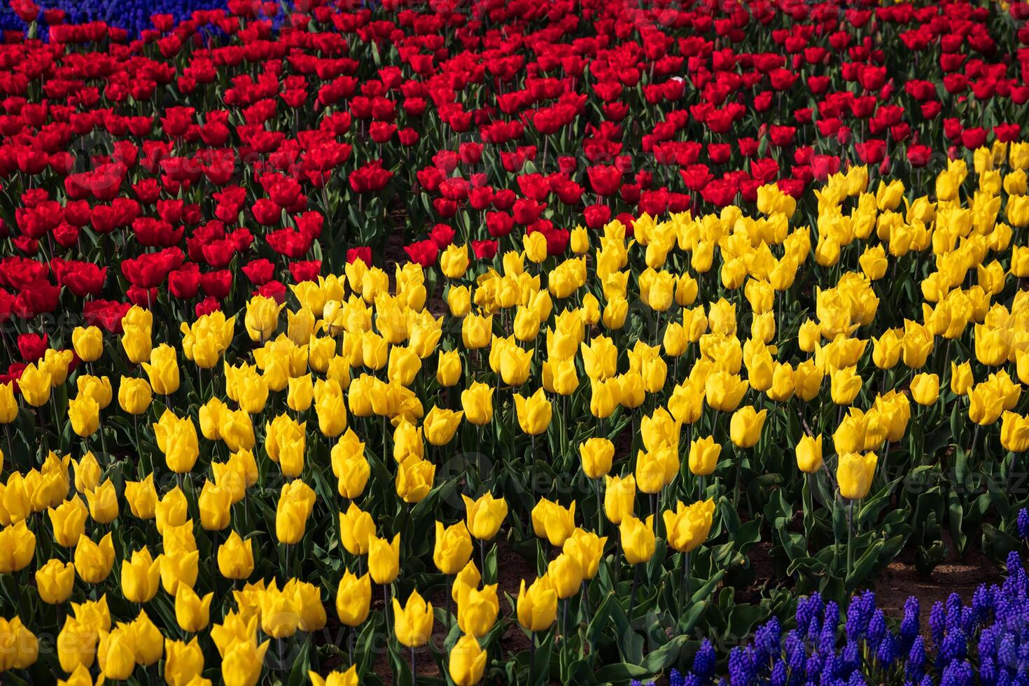 rosso e giallo tulipani con uva giacinti nel il parco foto