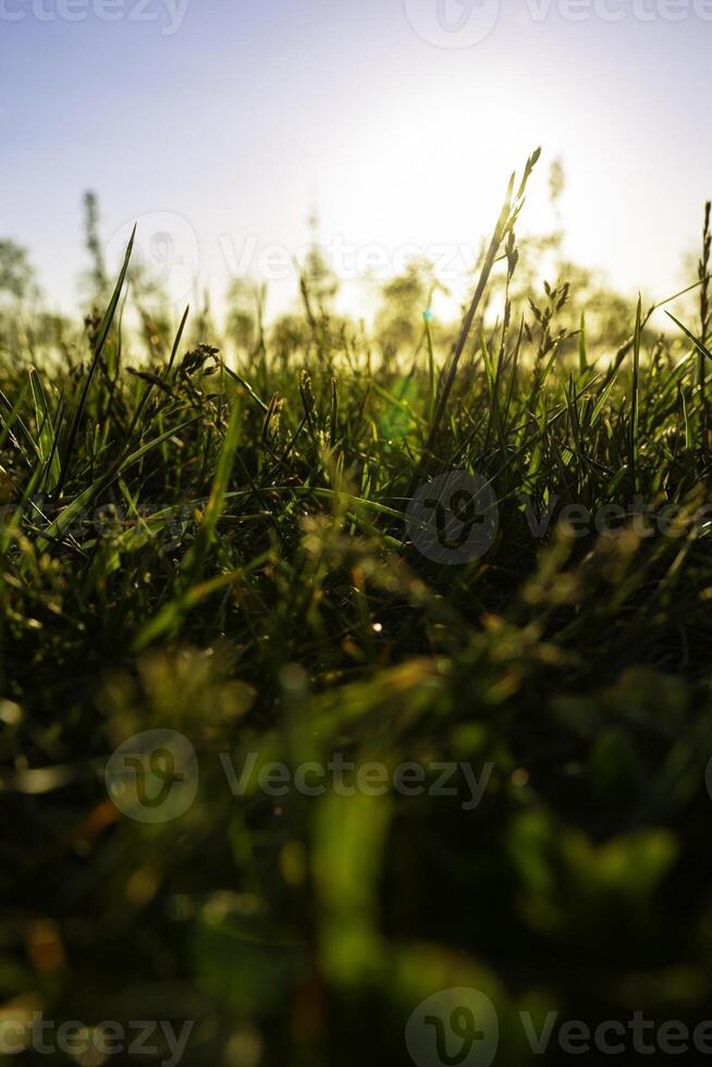 sfocato erbe o prati di colture a tramonto. natura sfondo foto