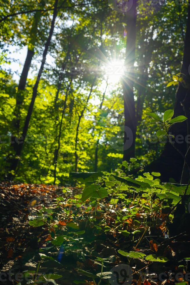 impianti nel il foresta e diretto luce del sole. carbonio neutro concetto foto