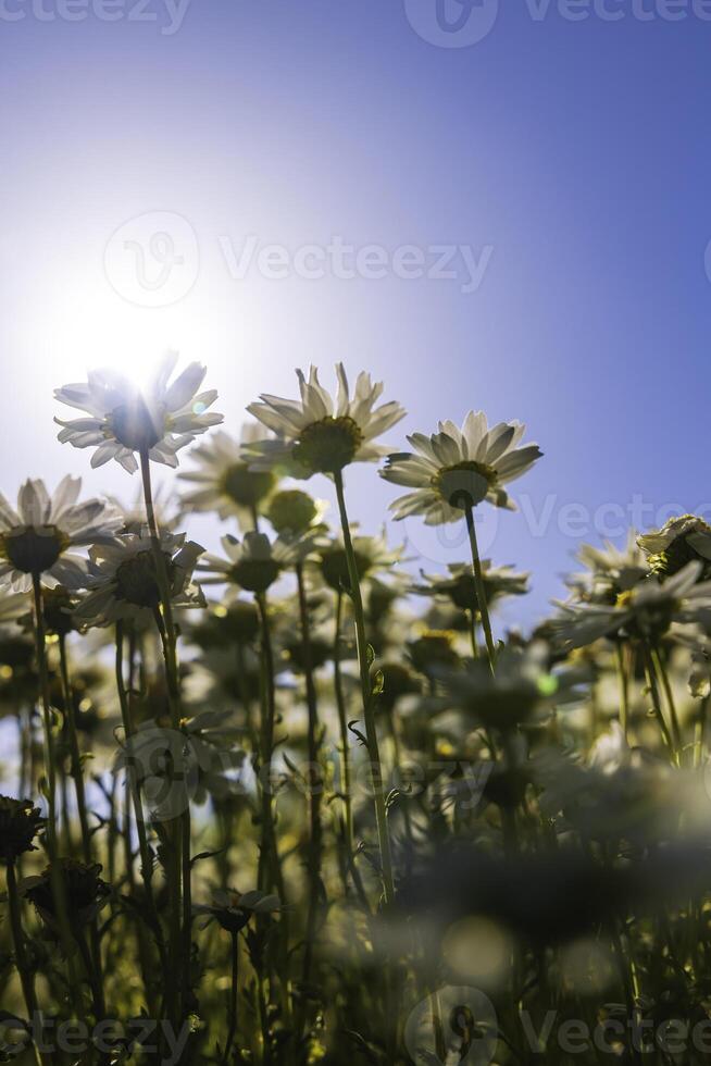 margherite o camomille a partire dal terra livello con diretto luce del sole foto