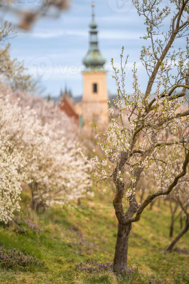 fioritura rami coperto fiori, pittoresco paesaggio urbano praga nel primavera volta. fioritura Mela parco petrin nel sole luce. foto