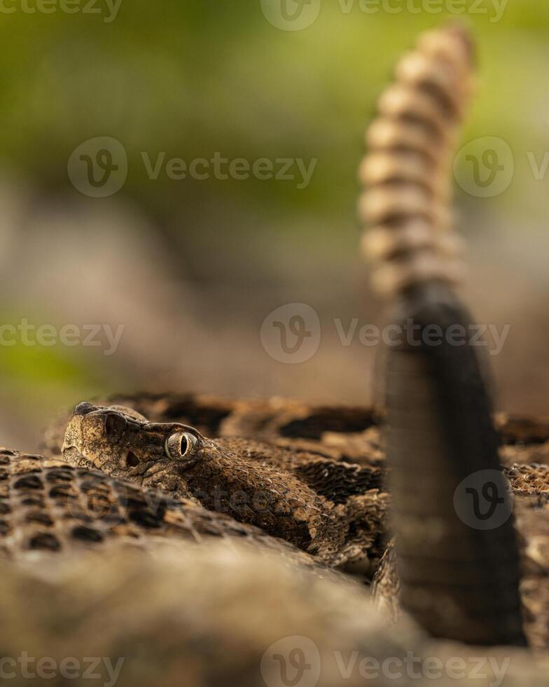 legname serpente a sonagli, crotalo orrido foto