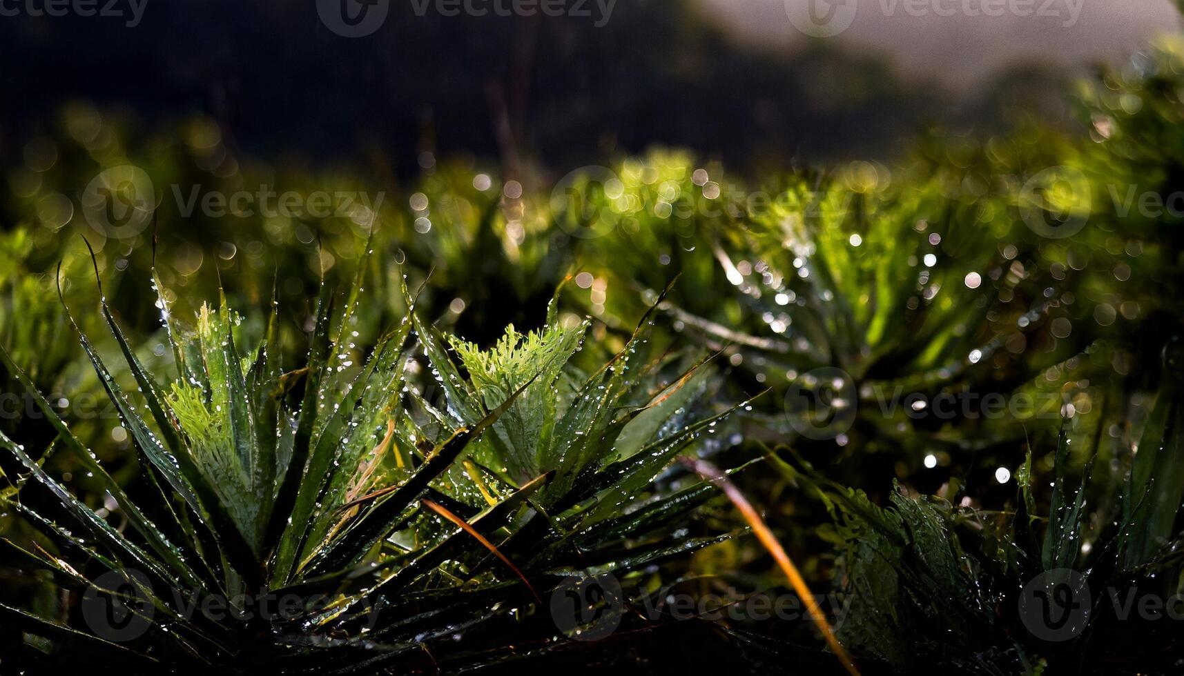 ai generato foto-realistica avvicinamento di frondoso impianti con acqua gocce nel un' naturale leggero foto