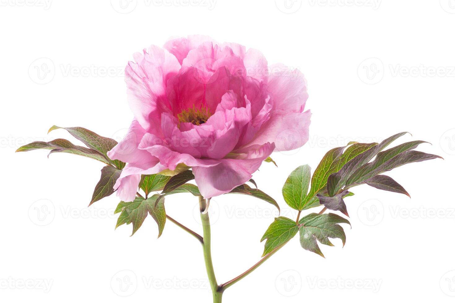 bellissimo rosa grande albero peonia fiore su bianca sfondo foto