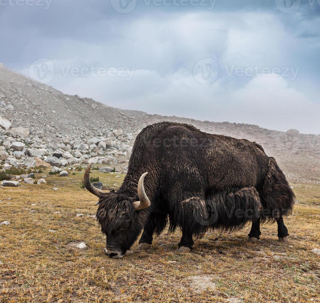 yak pascolo nel Himalaya foto