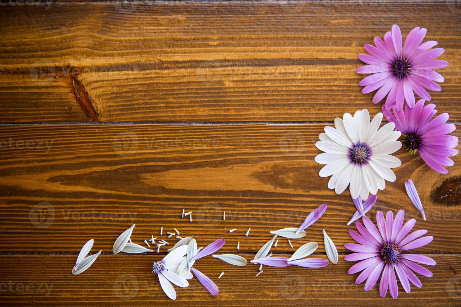 bellissimo bianca e viola osteospermum fiori su un' di legno foto