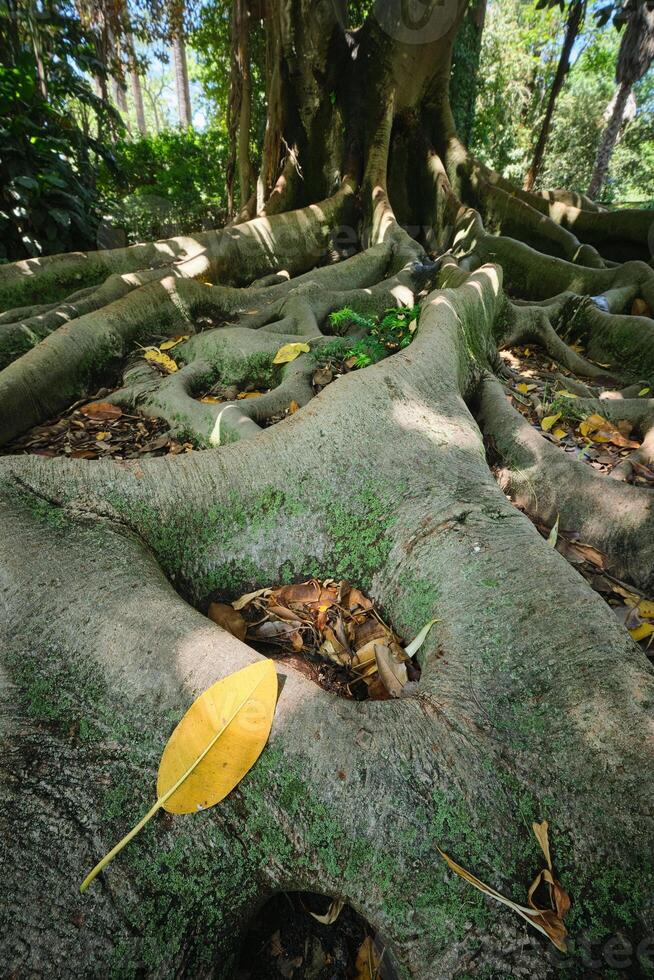 ficus macrophylla tronco e radici vicino su foto