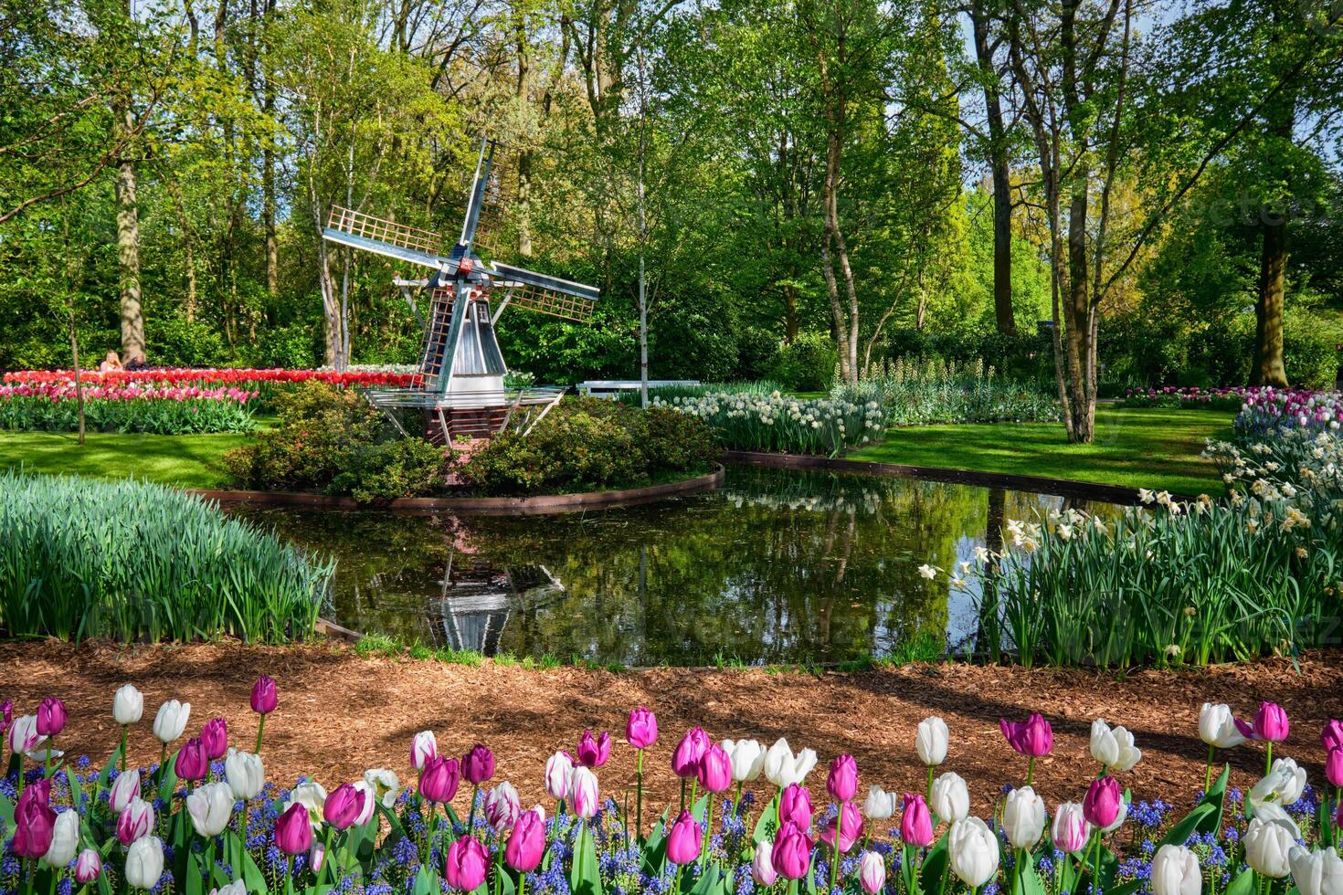 keukenhof fiore giardino. lisse, il Olanda. foto