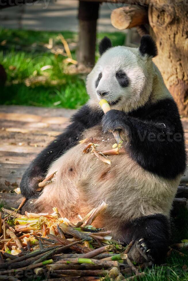 gigante panda orso nel Cina foto