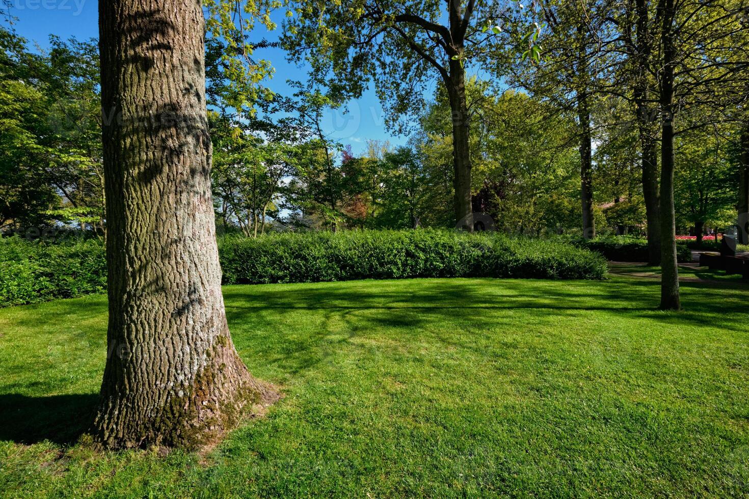 verde prato nel keukenhof fiore giardino, Olanda foto