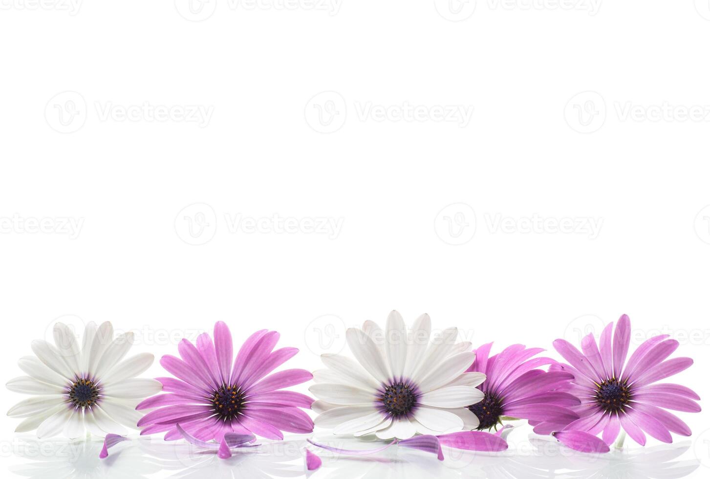 bellissimo bianca e viola osteospermum fiori su bianca sfondo foto