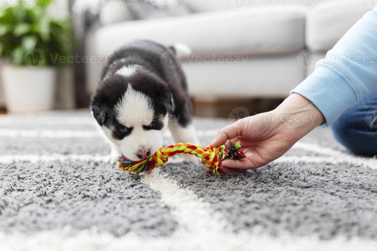 rauco cucciolo giocando con colorato corda giocattolo su grigio tappeto foto